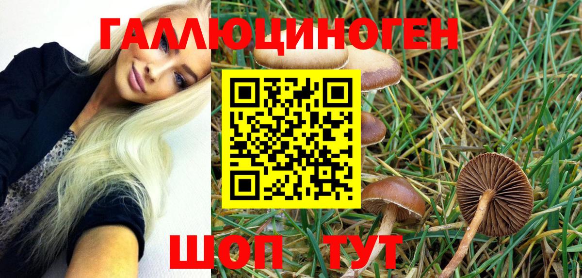 Псилоцибиновые грибы Psilocybine cubensis  Шатура 